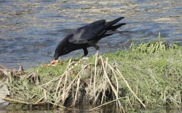 雨乌鸦读后感7篇