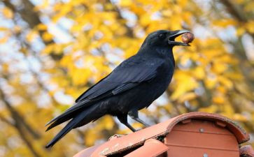 雨乌鸦读后感参考8篇