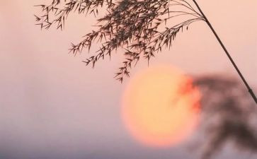 关于写骆驼祥子的读后感模板8篇