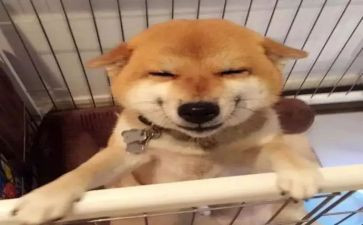 作文《笑》400字通用5篇