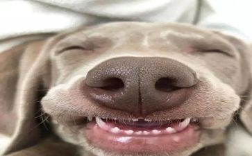 《笑》读后感300字6篇