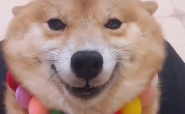 关于笑的读后感精选8篇