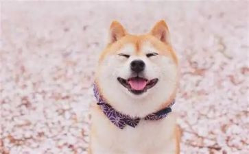 关于笑的读后感8篇