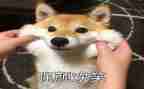 成功的笑500字作文7篇