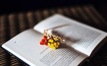 沈石溪的小说读后感6篇