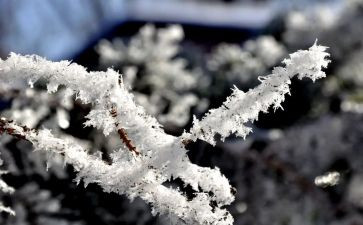 雪的小作文100字推荐5篇