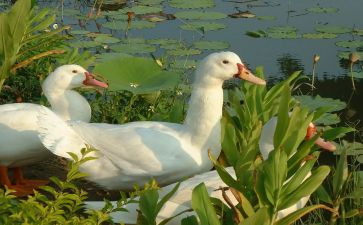 读丑小鸭的心得6篇