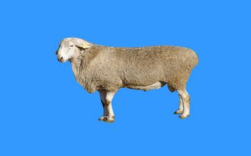 《优秀的绵羊》读后感7篇