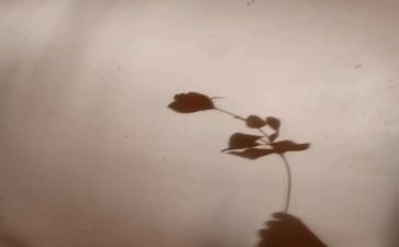 捉影子教案模板5篇