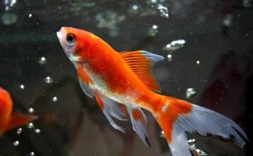 关于鱼的读后感参考8篇