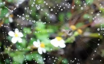 以春雨为话题的作文6篇