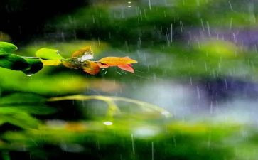 雨来的作文500字最新8篇