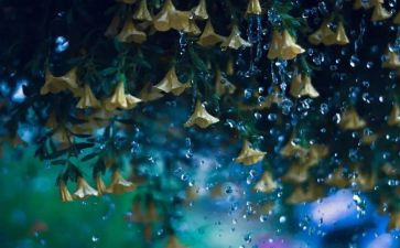 雨水作文8篇