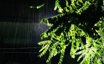 雨来的作文500字精选5篇