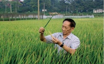 关于袁隆平事迹的心得体会8篇