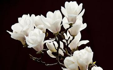 玉兰花玉兰花作文8篇