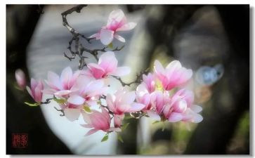 玉兰花玉兰花作文模板8篇