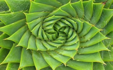 植物的作文精选7篇