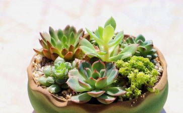 校园认植物调查报告5篇