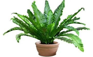 写植物的作文500字5篇