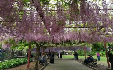 紫藤花瀑布读后感通用8篇