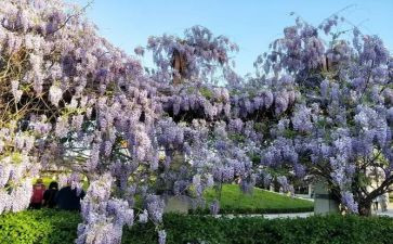 紫藤花瀑布读后感8篇